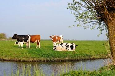 Koe in de wei Hoe is het zover kunnen komen dat zelfs onze oer-hollandse koeien straks niet meer in de wei lopen. Het beeld waarvan we dachten dat dat nooit kan veranderen staat nu onder druk.