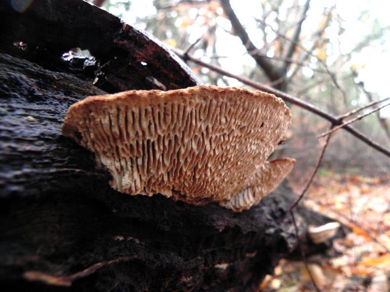 Koninklijke Nederlandse Natuurhistorische Vereniging Afdeling Noordwest Veluwe Rapportage landgoed Nieuw Groevenbeek Ermelo