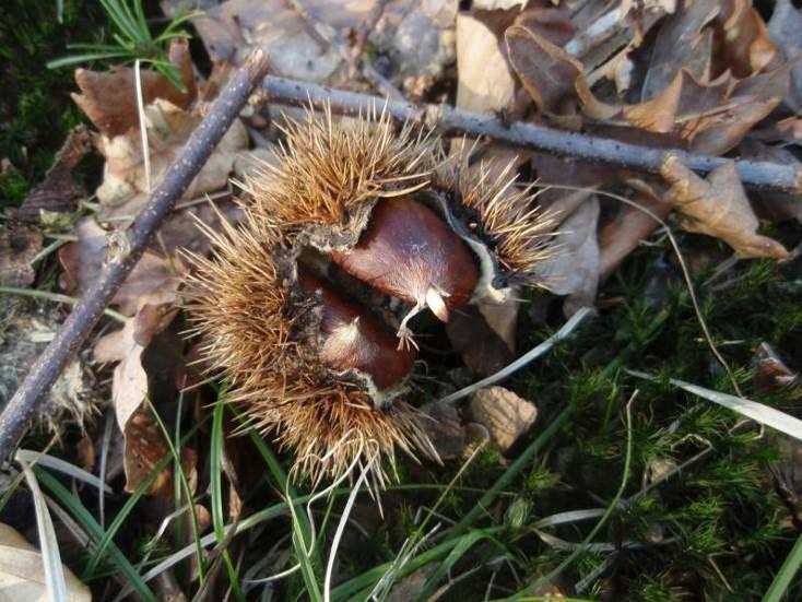 8.3 Toelichting op bos en plantengroei Op Nieuw Groevenbeek is zowel naaldbos als loofbos aanwezig. Vooral de fijnspar en de Japanse lariks als naaldhout en beuken en zomereiken in het loofbos.