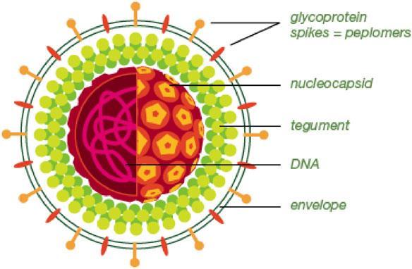 Herpes simplex virus Herpes viridae Dubbelstrengs DNA virus 152 kbp