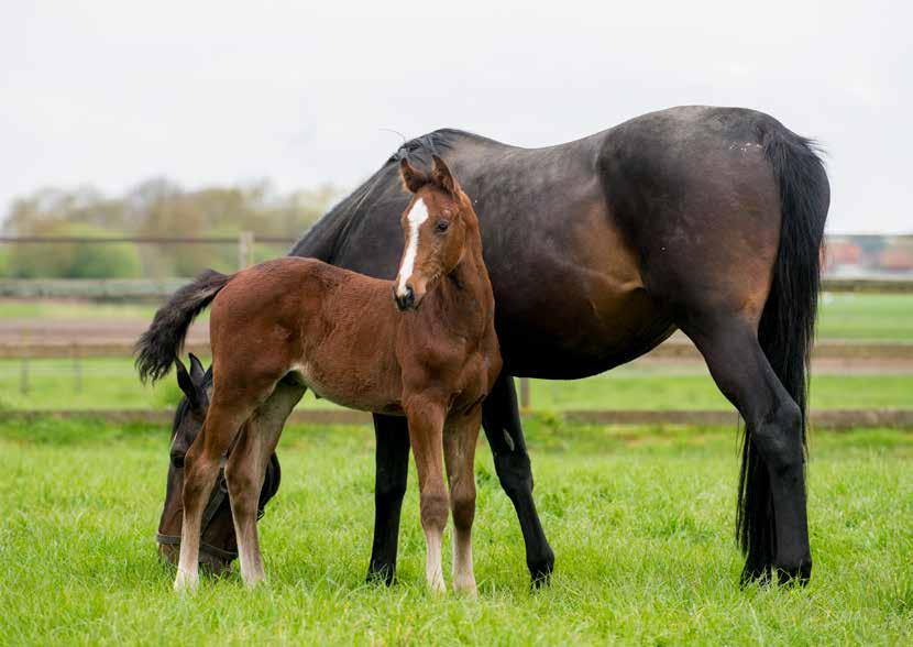 Calisto De Wijnendale Z Naam : Calisto de Wijnendale Z Geboren : 28/02/2017 Afstamming : Corico Z x Galopin de Cappell Fokker : Stal Blondeel BVBA (Torhout, België) Het Kasteel van Wijnendale in