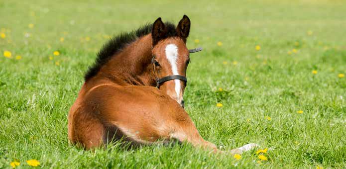 Eén van mijn eerste paarden vond ik trouwens bij hem, ééntje van Almé Z en nu heb ik een fokmerrie van Chellano Z, die ooit tweede werd op het vrijspringen in Lanaken.