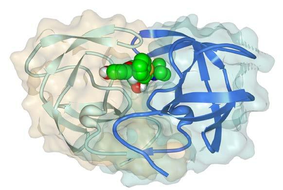 org/motm/6 Vraag: De eiwitstruktuur van het HIV protease was zeer