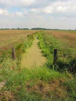 Omdat deze polders voor akkerbouw te drassig zijn, bestaan ze grotendeels uit weiland.