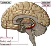Amygdala Verminderde werking hippocampus Stress vermindert