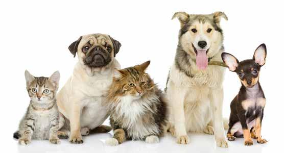 Prins honden en kattenvoer Prins ProCare Protection (hond) (Middel)grote honden hebben door hun lichaamsbouw en levensstijl net iets extra s nodig.