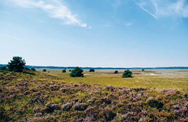 Basisingrediënten: bossen, heiden, zandverstuivingen, zandpaden, lanen onthekken, streven