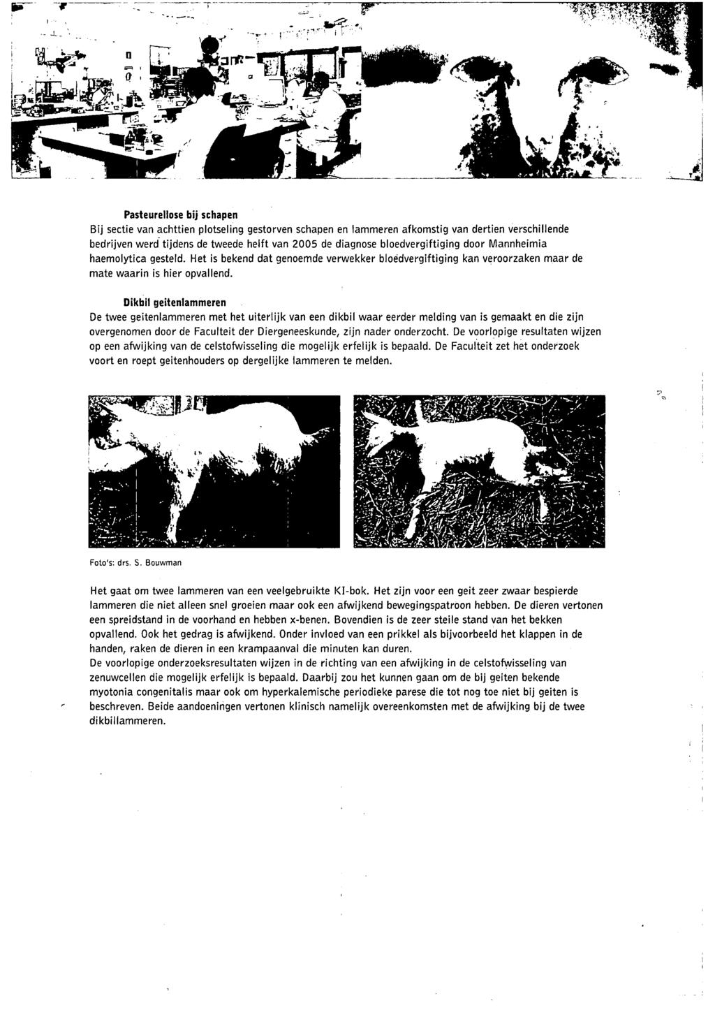 Pasteurellose bij schapen Bij sectie van achttien plotseling gestorven schapen en lammeren afkomstig van dertien verschillende bedrijven werd tijdens de tweede helft van 2005 de diagnose