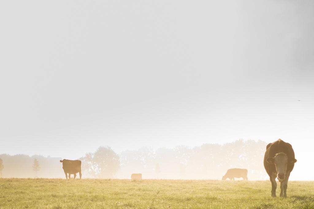 Module A: Context Deze module geeft de inleiding op het rapport met een toelichting op het doel, werkwijze en de uitgangspunten van de stikstofmonitoring.