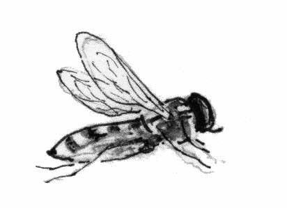 Een vliegende zweefvlieg GA OP ZOEK naar bloemen. Kijk in een tuin, een park, langs een sloot of in een wei. Wie weet zie je zweefvliegen. De meeste zweefvliegen bezoeken platte bloemen.