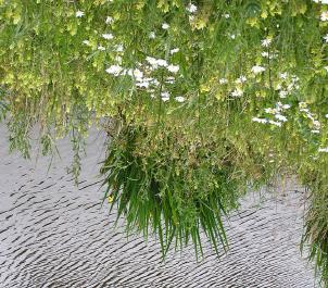 Het vuilwaterriool voert afvalwater van de huizen naar de rioolwaterzuivering af. Door het rioolstelsel te scheiden wordt het relatief schone regenwater niet vermengd met het vuile rioolwater.