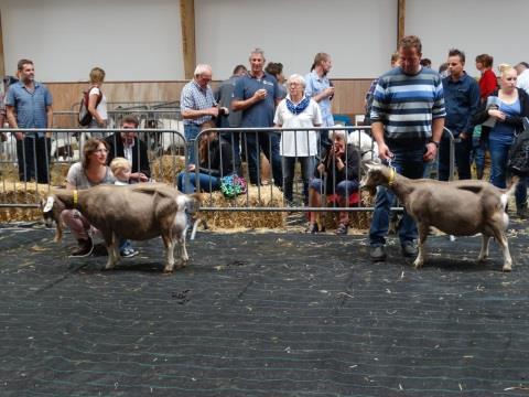 Dag van het schaap 11 juni 2016. Tijdens de 15 e editie van de Dag van het Schaap en Geit was er weer een hal ingericht voor de geiten.