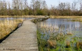 watergangen, en daarmee de historische structuren, worden benadrukt door ze te