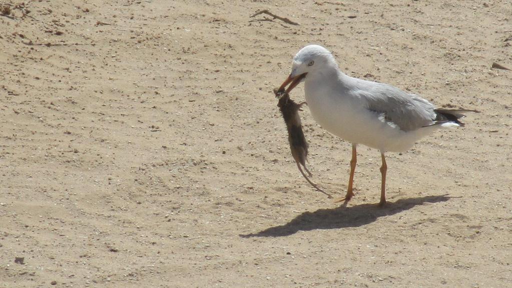 Alleen het Waddengebied had te kampen met een combinatie van een harde noordwester en springtij, waardoor platen en grote delen van kwelders kopje onder gingen.