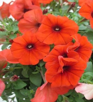 17 Petunia rood 'Happy