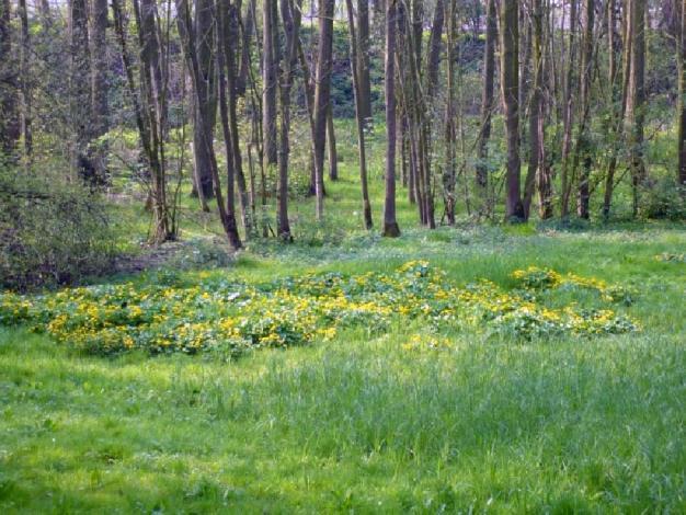 1.3 Kwaliteit woonomgeving De kwaliteit van de woonomgeving wordt bepaald door de aanwezigheid van openbaar groen, pleinen, speelpleinen, 1.3.1 Inventaris groenzones In het woonplan 2009 werd de kwaliteit en de nabijheid van openbaar groen in kaart gebracht.