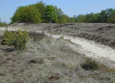 14 Nieuwenhuijsen, Reemer, Peeters, Smit & van Eck 2007 Figuur 6. Zandpad in Loonse en Drunense Duinen met bloeiende brem. Foto: André van Eck. De soortenrijkdom van het terrein is niet zo hoog.