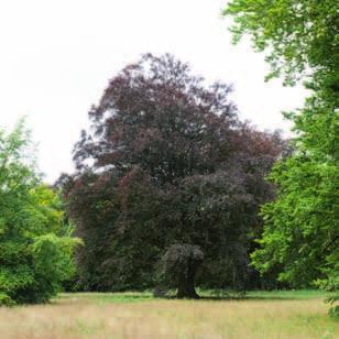 Bomen en heesters Bomen en heesters bepalen in hoge mate het bijzondere karakter van de Zocherparken.