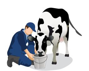 5. KALF DROOGWRIJVEN Wrijf het kalf krachtig droog met stro (of laat het door de koe drooglikken).