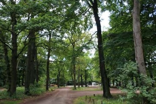 De forse eiken op de parkeerplaats bij de sportvelden worden gebruikt als paarverblijf door de ruige dwergvleermuis (foto F. Brekelmans) 4.6.