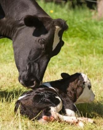 Koeien geven melk Als het kalf geboren is geeft de koe melk. Waarom geeft een koe melk? kn.