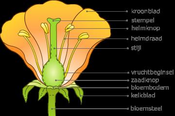 Kroonblad: meestal gekleurd blad dat bij veel bloemen dient om insecten aan te lokken. Stempel: bovenste, vaak plakkerige deel van stamper.