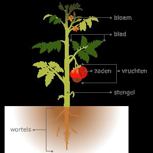 Bouw van zaadplanten Zaadplanten planten zich voort door middel van zaden. De zaadplanten zijn te verdelen in naaktzadige planten en bedektzadige planten. Bloem: zorgt voor de voortplanting.
