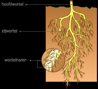 Hoofdwortel: Dikke wortel in het midden.