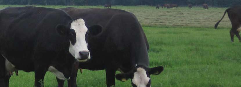 De brede klauw maakt de Blaarkop geschikt voor graslanden in het veenweidegebied Groninger Blaarkop op bedrijven.