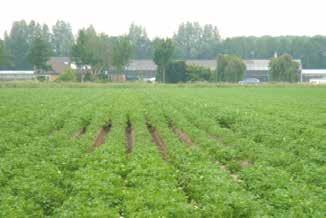 2.2.3 Herkenning van Globodera spp. (aardappelcysteaaltje) Gewas: aardappel Plek in het veld 2.2.4 Herkenning Heterodera schachtii (witte bietencysteaaltje) of Heterodera betae (gele bietencysteaaltje) Gewas: suikerbiet Plek in het veld Algemeen vertraagde groei of regelmatig gevormde valplek.