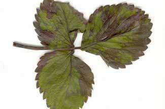 2.7 Beschrijving bladaaltjes Bladaaltjes komen hoofdzakelijk voor in bladeren, bloemknoppen, bladknoppen en groeipunten. Hierin kunnen ze overwinteren.