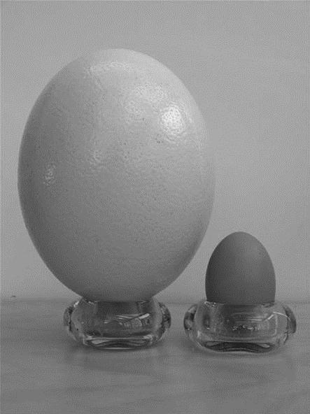 Laat zien hoe je aan je antwoord gekomen bent. 3p 6 Struisvogeleieren zijn de grootste eieren ter wereld. Deze eieren zijn 15 cm hoog.