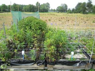 4.3 Resultaten 2013 4.3.1 Aconitum De aantasting van de Aconitum door Fusarium leidde in dit tweede jaar tot veel te veel zieke planten.