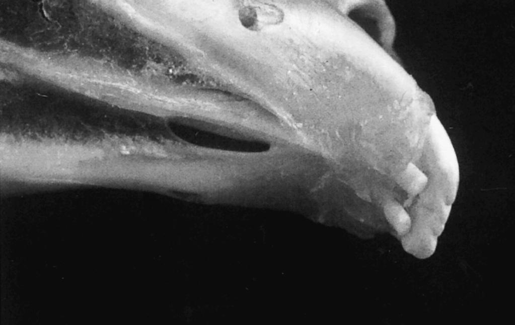 Fig. 4.3 De stifttanden zijn duidelijk zichtbaar achter de langere snijtanden. Inspectie van de kiezen is bij deze dieren bijzonder lastig. De mondholte is smal en diep.