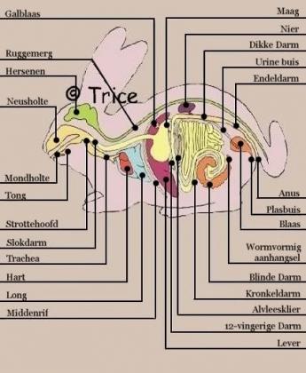 organen konijn Een konijn moet net als een hond en kat gevaccineerd worden.