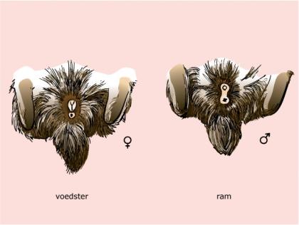 Geslacht bepalen konijn In de afbeelding