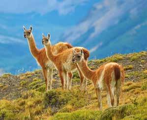 DAG : Buenos Aires Hotelovernachting in Buenos Aires DAG : Inscheping voor expeditie Vlucht van Buenos Aires naar Ushuaia en inscheping aan boord van MS Fram DAG 3: Drake passage We steken de bekende