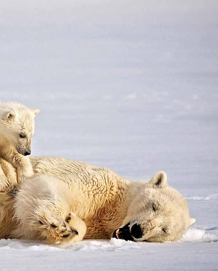 vliegen kris kras in het rond, Longyearbyen verdedigt zich tegen de koude