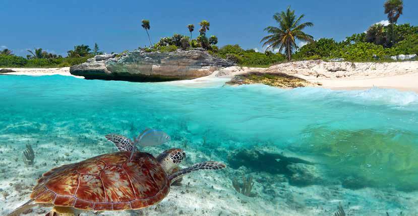 Schildpadden en prachtige stranden in Mexico Kleurrijke huizen in Corn eiland, Nicaragua 3 Fort San Lorenzo, Panama 4 Fantastische snorkelmogelijkheden in Costa Rica Wij bieden een zuidwaartse reis