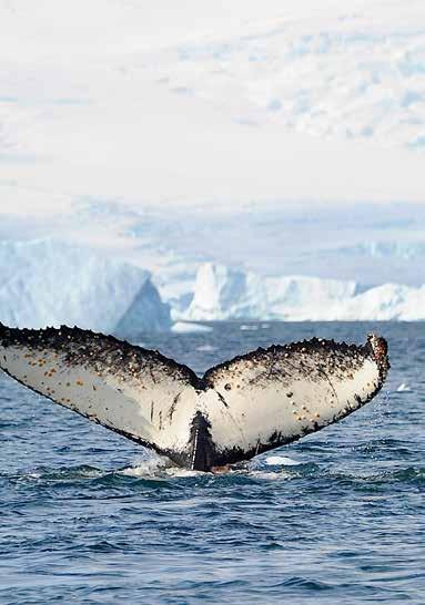 000 nieuwsgierige pinguïns te lopen, het geluid te horen van de krachtige staart van een walvis