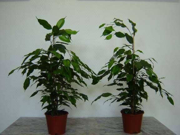 Bij Exotica bleken de planten onder HPS+HPI significant het beste te zijn.