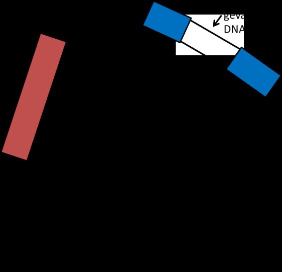 In het gen dat voor blauwe kolonies zorgt kan een stukje vreemd DNA geplaatst worden.