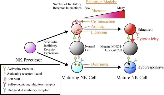Figuur 3: Modellen van NK cel educatie. Gedurende de maturatie van NK cellen, vertonen deze self-recognizing inhibitory receptors (SRIR) die eigen MHC-I liganden herkennen.