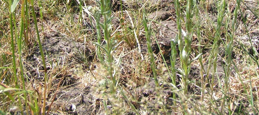 Hulst, Pilzegge en Pijpenstrootje. Het grootste cluster van deze soorten komt voor in het bos ten westen van de noordelijke akker (op de haarpodzol met grof zand en grind).