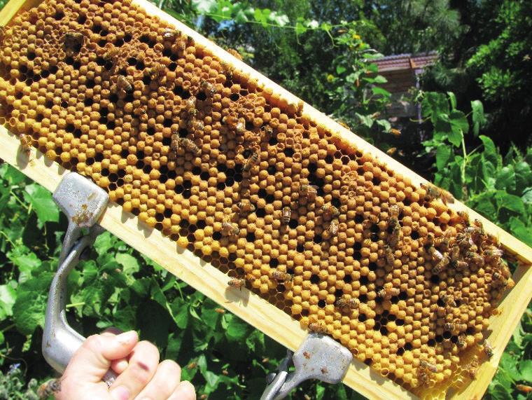 Met gezonde bijen de winter in! Albert Reynaers De productievolken worden eng gezet, gevoerd en behandeld tegen varroa.