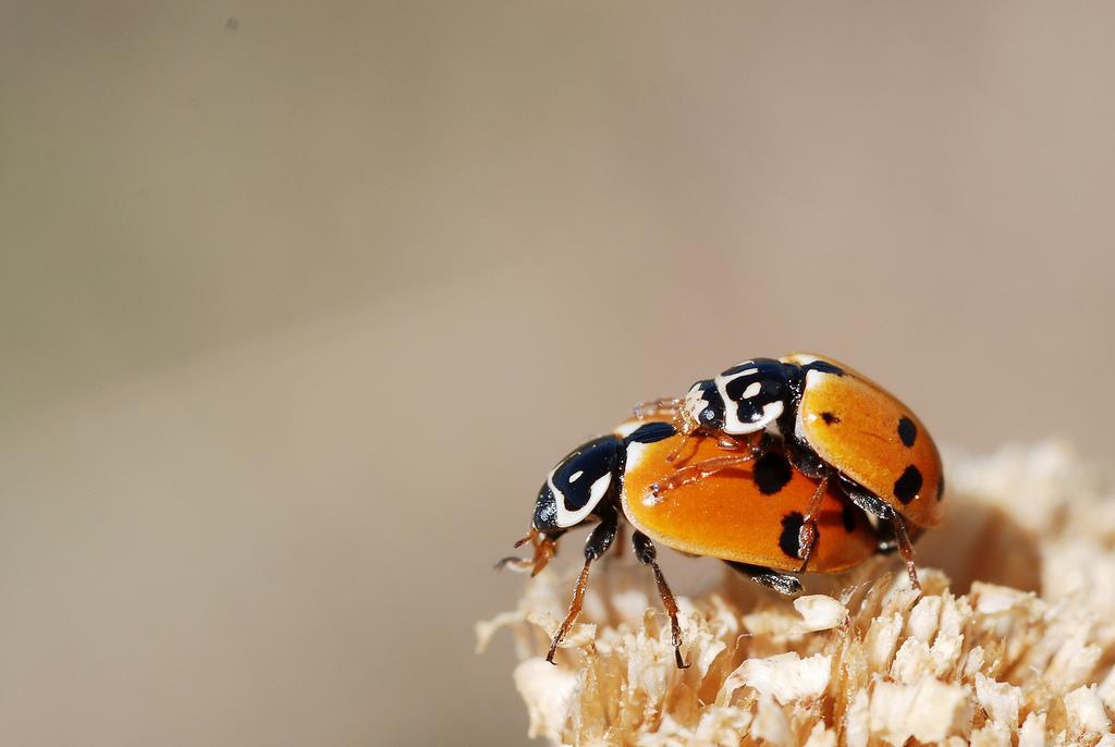 Ruigtelieveheersbeestje Kenmerken: 3-5mm Vrij klein en langwerpig lieveheersbeestje dat makkelijk te herkennen is aan de karakteristieke witte tekening op het zwarte halsschild: zowel de zijranden