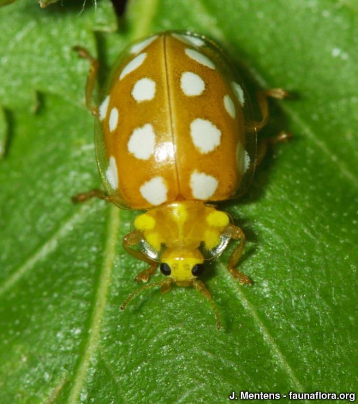 meeldauwlieveheersbeestje Kenmerken: 5-8 mm. Halsschild en dekschild grotendeels (bleek)oranje met op elk dekschild acht ronde of ovale lichte vlekken.