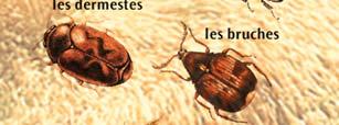 (Acanthoscelides obtectus ),Monnikskapkever