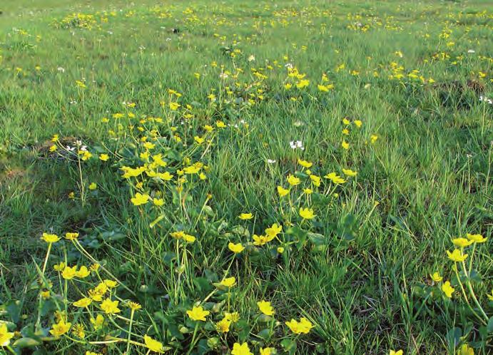 De natuurwaarden van de natte graslanden rond de meren staan onder druk 2.10 Verstedelijking rustgebieden, een open landschap en een vochtiger bodem.