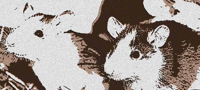 Het Sociale Gedrag van de Rat (Rattus norvegicus) aflevering 5 Paul J.A. Timmermans Voormalig medewerker Biologische Psychologie, Radboud Universiteit, Nijmegen pjatimmermans@hotmail.